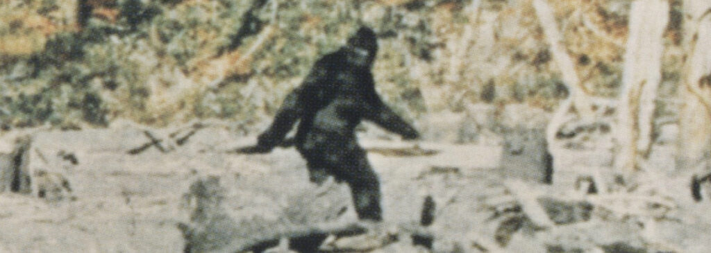 Fotograma de la famosa película Patterson–Gimlin, en la que aparece un supuesto bigfoot.